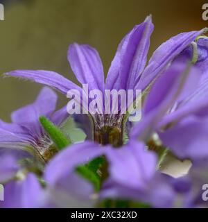 La Scaevola aemula, comunemente nota come il fiore-ventaglio o fiore-ventaglio comune, è una specie di pianta in fiore della famiglia delle Goodeniaceae. Ha la mostola Foto Stock