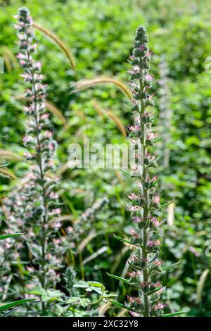 Echium glomeratum, Tall Viper's-Bugloss, Ebraico: حميم, Arabo: עכנאי מגובב fotografato nell'alta Galilea, Israele a maggio Foto Stock