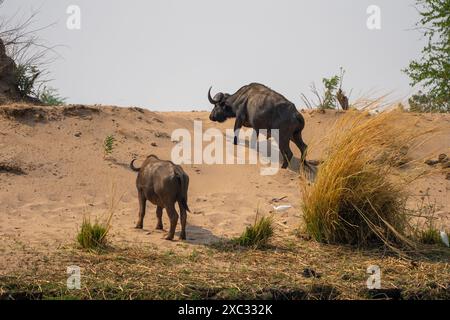 Una mandria di bufalo africano o bufalo del Capo (Syncerus caffer) che pascolano in praterie fotografate in Tanzania Foto Stock