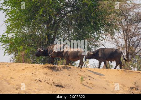 Una mandria di bufalo africano o bufalo del Capo (Syncerus caffer) che pascolano in praterie fotografate in Tanzania Foto Stock