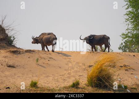 Una mandria di bufalo africano o bufalo del Capo (Syncerus caffer) che pascolano in praterie fotografate in Tanzania Foto Stock