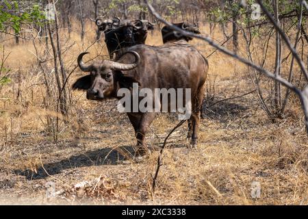 Una mandria di bufalo africano o bufalo del Capo (Syncerus caffer) che pascolano in praterie fotografate in Tanzania Foto Stock