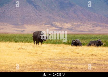 Una mandria di bufalo africano o bufalo del Capo (Syncerus caffer) che pascolano in praterie fotografate in Tanzania Foto Stock