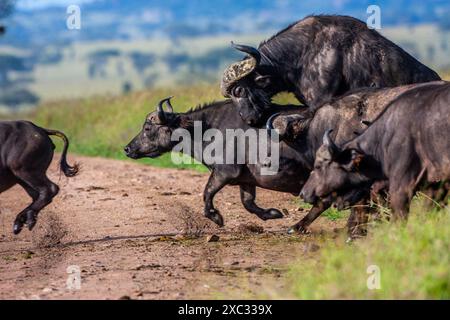 Una mandria di bufalo africano o di bufalo del Capo (Syncerus Coffer) che corre attraverso la savana Foto Stock