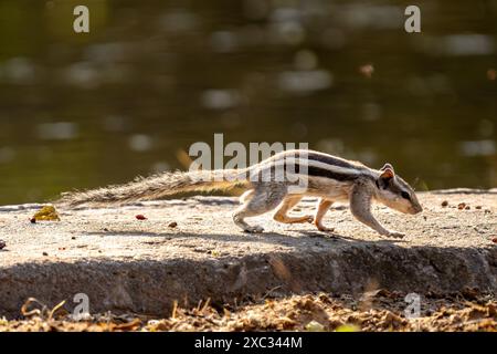 Lo scoiattolo di palma settentrionale (Funambulus pennantii), chiamato anche scoiattolo di palma a cinque strisce, è una specie di roditore della famiglia Sciuridae. È un Foto Stock