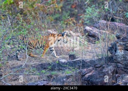 Tigre del Bengala (Panthera tigris tigris). Fotografato al parco nazionale bandhavgarh in India Foto Stock