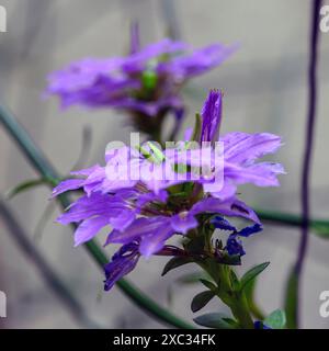 La Scaevola aemula, comunemente nota come il fiore-ventaglio o fiore-ventaglio comune, è una specie di pianta in fiore della famiglia delle Goodeniaceae. Ha la mostola Foto Stock