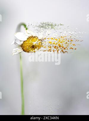 L'immagine digitalmente migliorata di una Anthemis arvensis selvaggia, nota anche come camomilla di mais, mayweed, camomilla senza profumo, o camomilla di campo è una specie di Foto Stock