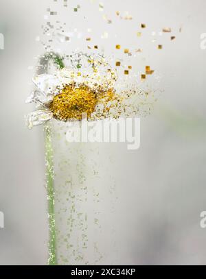 L'immagine digitalmente migliorata di una Anthemis arvensis selvaggia, nota anche come camomilla di mais, mayweed, camomilla senza profumo, o camomilla di campo è una specie di Foto Stock