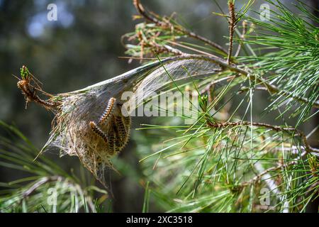 Pino processionario caterpillar nido. Nido di rete filata del pino processionario caterpillar, la larva della falena Thaumetopoea pityocampa, in un pino tre Foto Stock