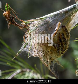 Pino processionario caterpillar nido. Nido di rete filata del pino processionario caterpillar, la larva della falena Thaumetopoea pityocampa, in un pino tre Foto Stock