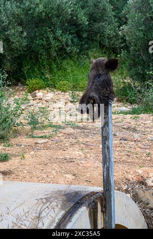 Testa decapitata di cinghiale (Sus scrofa) su una punta in un campo fotografato nella riserva naturale del torrente Tzalmon, alta Galilea, Israele Foto Stock