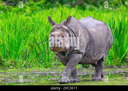 Primo piano di un rinoceronte indiano (Rhinoceros unicornis) Foto Stock