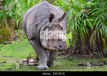 Primo piano frontale di un rinoceronte indiano (Rhinoceros unicornis) Foto Stock