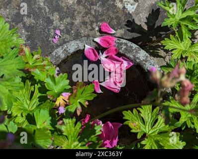 Petali di rosa rosa in una ciotola d'acqua in un giardino romantico in una giornata di sole primaverili Foto Stock