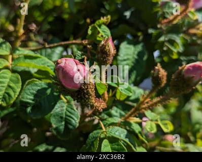 Moss Rose Rosa Centifolia Muscosa in una giornata di Primavera soleggiata in un giardino lussureggiante Foto Stock