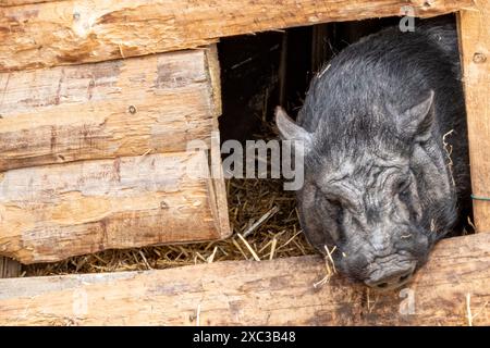 Il maiale con panciotto nero guarda fuori dalla finestra del fienile Foto Stock