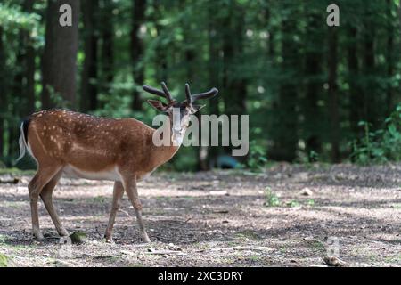 Giovani cervi a riposo buck in piedi, masticando su un pezzo di legno Foto Stock