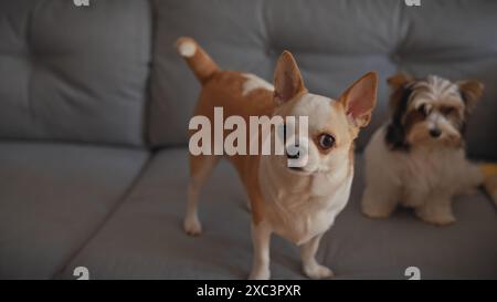 Un chihuahua curioso e un guardiano yorkie posano insieme su un divano grigio all'interno, incarnando la compagnia di animali domestici. Foto Stock