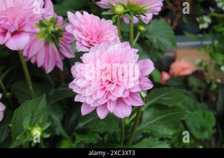 Copenhagen/ Danimarca/14 giugno 2024/Fiori e piante sono piantati in decoarte strada danese per la salute e il bell'aspetto della zona e delle strade (foto. Francis Joseph Dean/Dean Pictures) (non per uso commerciale) Foto Stock