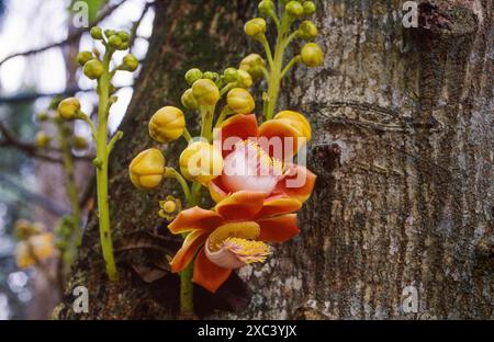 Suriname - il fiore di Shorea robusta o il fiore di Sal nella foresta pluviale amazzonica. Foto Stock