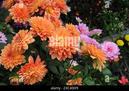 Copenaghen / Danimarca / 14 giugno 2024 / Fiori e piante sono piantati in decoarte strada danese per la salute e bell'aspetto della zona e delle strade foto. Francis Joseph Dean/Dean Pictures non per uso commerciale Foto Stock