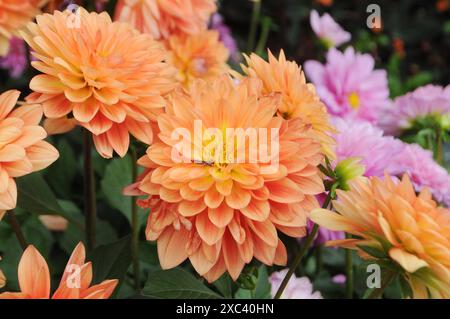 Copenaghen / Danimarca / 14 giugno 2024 / Fiori e piante sono piantati in decoarte strada danese per la salute e bell'aspetto della zona e delle strade foto. Francis Joseph Dean/Dean Pictures non per uso commerciale Foto Stock