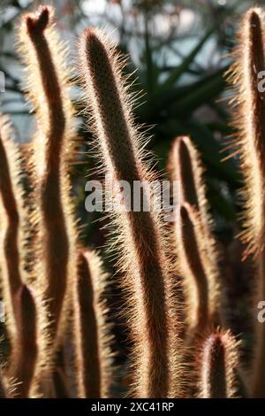 Cactus retroilluminato, Cleistocactus candelilla, Cactaceae. Bolivia, Sud America. Foto Stock