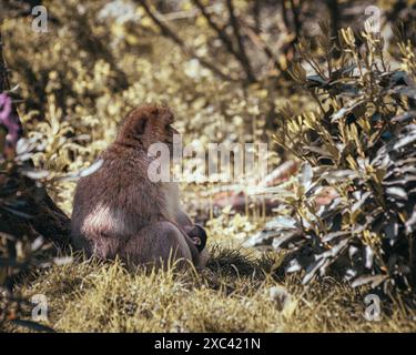 Macachi scimmie che giocano, mangiano e si divertono Foto Stock