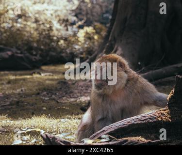 Macachi scimmie che giocano, mangiano e si divertono Foto Stock