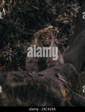 Macachi scimmie che giocano, mangiano e si divertono Foto Stock