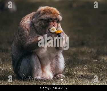 Macachi scimmie che giocano, mangiano e si divertono Foto Stock