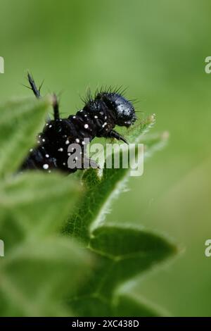 Macro, primo piano del capo di Un bruco di farfalle pavone, Aglais io, che si nutre delle foglie di Un ortica pungente, Urtica dioica, New Forest UK Foto Stock