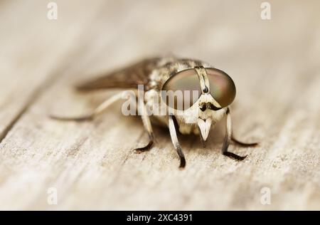 Macro Ritratto di Una femmina di cavallo, Tabanidae, possibilmente Tabanus bovinus, pallido gigante che mostra dettagli della testa, Mouthparts e Large Compoun Foto Stock