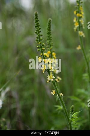 Agrimony, Agrimonia eupatoria, Rosaceae. Dunstable Downs, Bedfordshire. Foto Stock