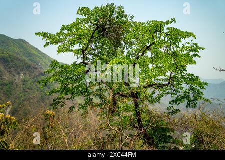 Filmato del Cercis siliquastrum, l'albero di Giuda, alle pendici della foresta di Uttarakhand. Bella natura. Fioritura primaverile. Giardino botanico. Flora di Uttarakh Foto Stock