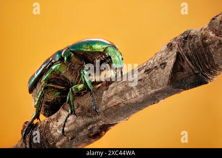 Metti a fuoco un'immagine sovrapposta di un singolo Cetonia aurata (Green Rose Chafer) fotografato con ingrandimento 1:1. Foto Stock