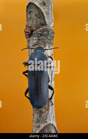 Metti a fuoco l'immagine sovrapposta di un singolo coleottero verme scuro (Tenebrio obscurus) fotografato con ingrandimento 1:1. Foto Stock