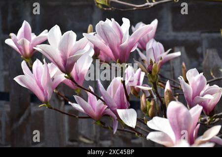 Fiori rosa Magnolia, fioritura di alberi in fiore nel giardino primaverile su uno sfondo umido di recinzione in legno, campagna. Foto Stock