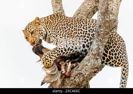 Un leopardo adulto (Panthera pardus) divora la sua uccisione, un GNU blu, in un albero nel Masai Mara, Kenya Foto Stock