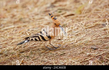 L'hoopoe eurasiatica (Upupa Epops) nel Parco Nazionale di Ranthambore, Rajasthan, India settentrionale Foto Stock