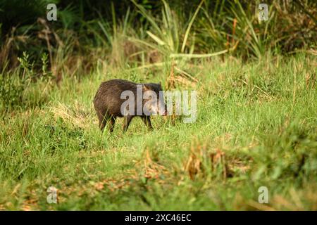 Peccaria dalle labbra bianche (Tayassu pecari) vista al Caiman Lodge nel sud di Pantanal, Brasile (Estância Caiman, zona Rural Miranda, Mato grosso do sul) Foto Stock