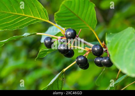 Foglie e frutti dell'arbusto medicinale Frangula alnus, Rhamnus frangula con primo piano velenoso di bacche nere e rosse. Foto Stock