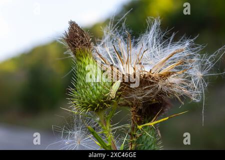 Sfondo autunnale - primo piano di un cardo di cinghiale. Foto Stock