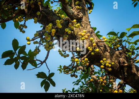 Ficus racemosa, noto anche come fico grappolo, fico di fiume rosso, o albero gulare, con frutti e foglie a Uttarakhand, India Foto Stock