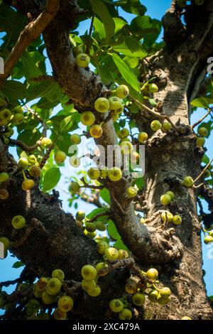 Ficus racemosa, noto anche come fico grappolo, fico di fiume rosso, o albero gulare, con frutti e foglie a Uttarakhand, India Foto Stock