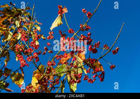 Euonymus europaeus frutti autunnali a maturazione capsulare a fusello comune europeo, colori rosso-viola o rosa con semi d'arancio, foglie autunnali colorate. Foto Stock