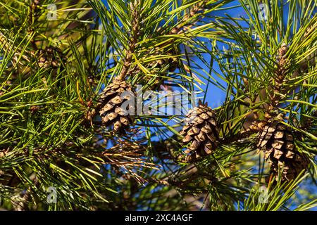 Primo piano su un grazioso cono di pino appeso al suo ramo e circondato dalle sue spine verdi. Cono di pino, spine di pino, ramo di pino e cielo blu. Foto Stock