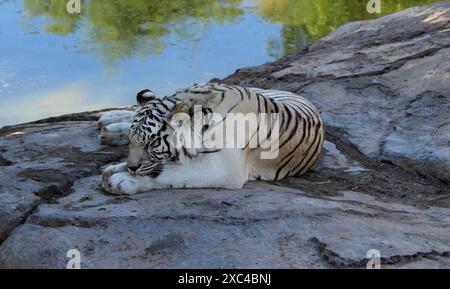 Tigre bianca del Bengala (Panthera tigris tigris) appoggiata su una superficie rocciosa : (Pix Sanjiv Shukla) Foto Stock