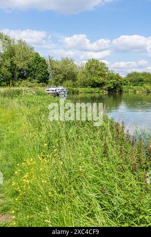 Buttercup accanto al fiume Tamigi a Kelmscott Manor, casa di William Morris, Oxfordshire, Inghilterra, Regno Unito Foto Stock